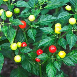 Cherry Pepper Wiri Wiri | Magic Plant Farms