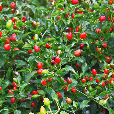 Pequin Chili Pepper | Magic Plant Farms