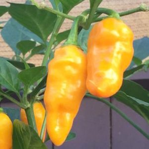 Datil Pepper | Datil Chili Pepper | Magic Plant Farms