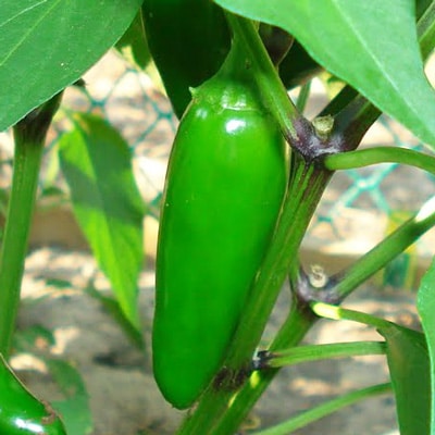 Jalapeno Pepper | Jalapeno Chili