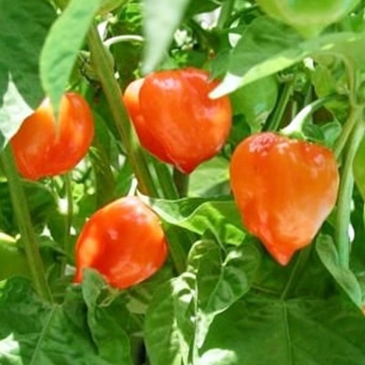 Orange Habanero | Orange Habanero Pepper 