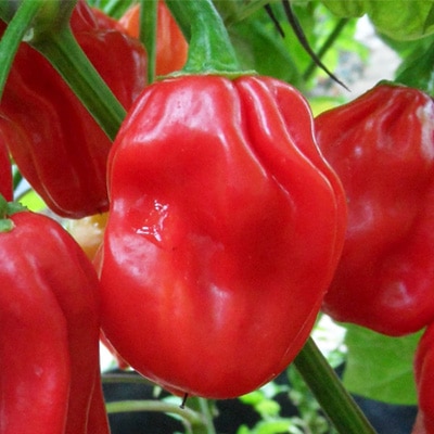 Red Habanero Pepper | Habanero chili