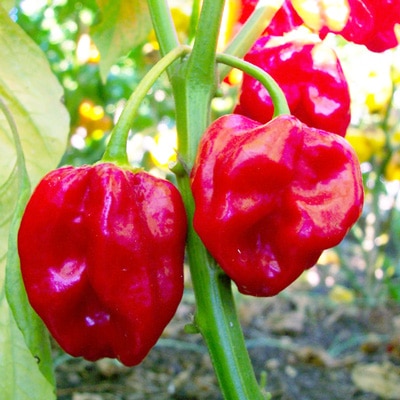 Red Savina Pepper | Red Savina Chili
