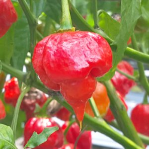 Scorpion Pepper | Scorpion Chili | Magic Plant Farms