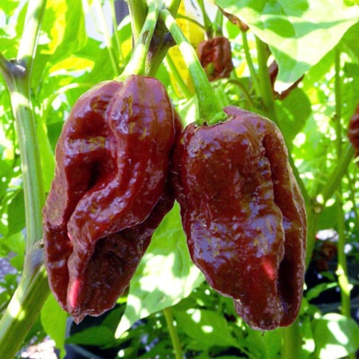 Pepper Varieties | 7 Pot Douglah | Magic Plant Farms