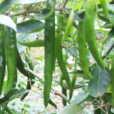 Cayenne Pepper | Magic Plant Farms