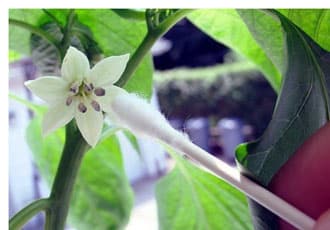 Hand pollinate chili peppers
