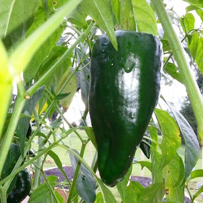 Ancho Pepper | Magic Plant Farms