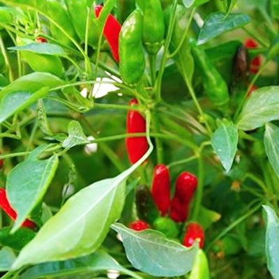 Calabrian Peppers | Calabrian Chili