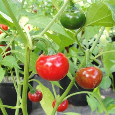 Cascabel Pepper | Magic Plant Farms