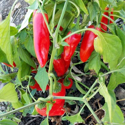 Chipotle Morita | Chipotle Pepper | Magic Plant Farms
