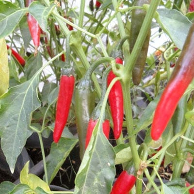 De Arbol Chili Pepper | Magic Plant Farms