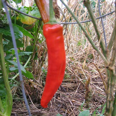 Guajillo Pepper | Magic Plant Farms