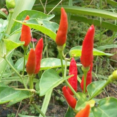 Malagueta Pepper | Malagueta Chili Pepper | Magic Plant Farms