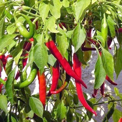 Red Cayenne | Magic Plant Farms