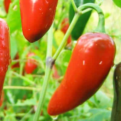 Red Jalapeno | Magic Plant Farms
