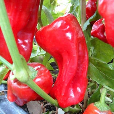 Urfa Biber | Isot Pepper | Magic Plant Farms