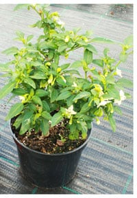 Carolina Reaper pepper plant